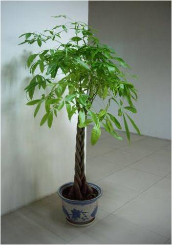發(fā)財樹(shù)